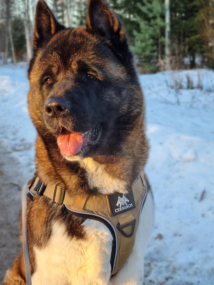 Amerikanakita, kontrastien rotu