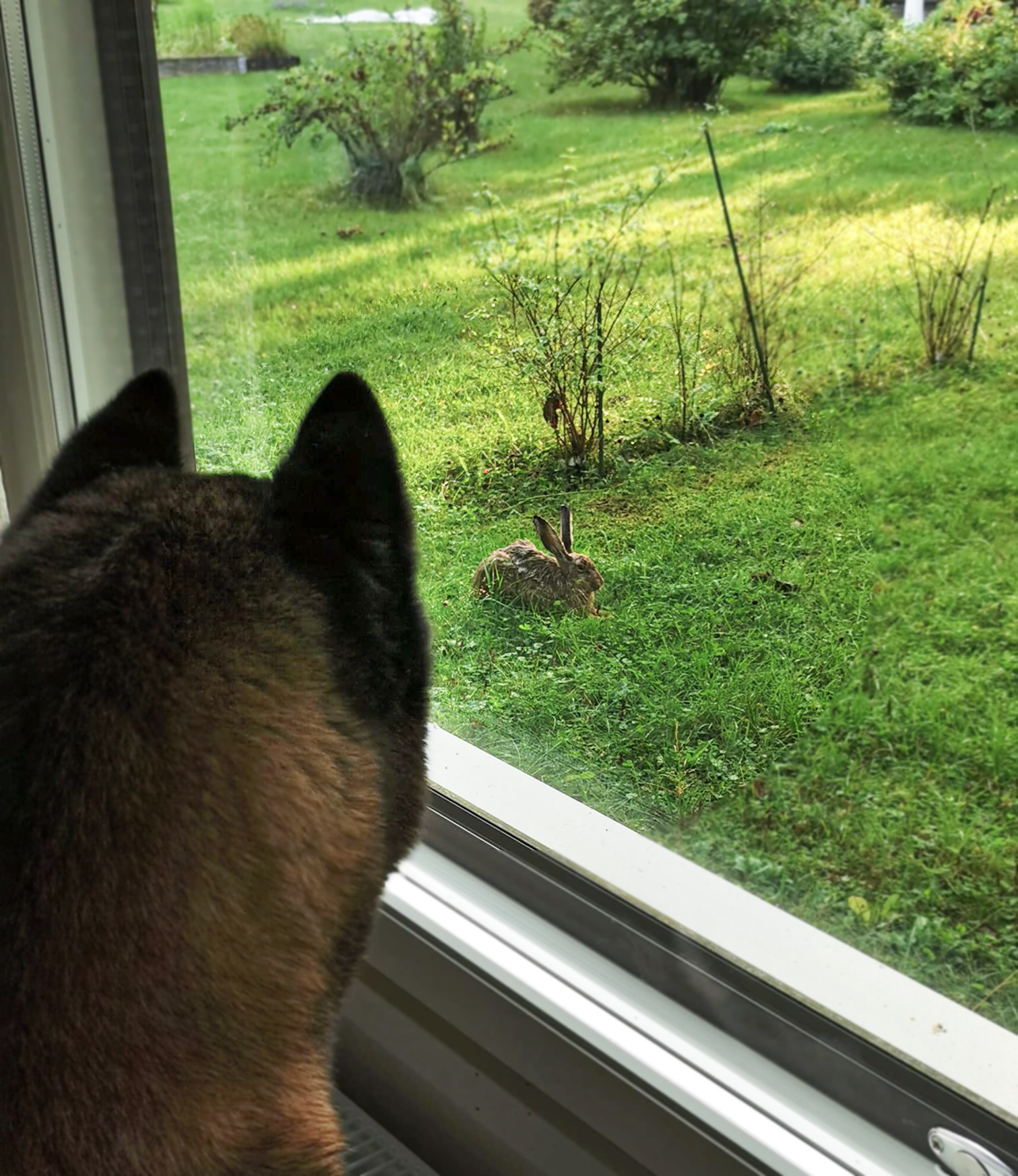 Amerikanakita, kontrastien rotu